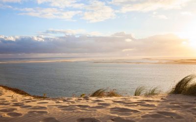 Arcachon, le Sanctuaire Secret des Espèces Méconnues : Ce Que Vous Devez Savoir