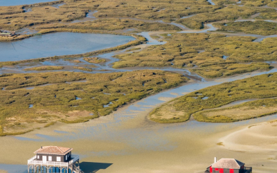 Découvrez le bassin d’arcachon entre dunes, oiseaux et cabanes